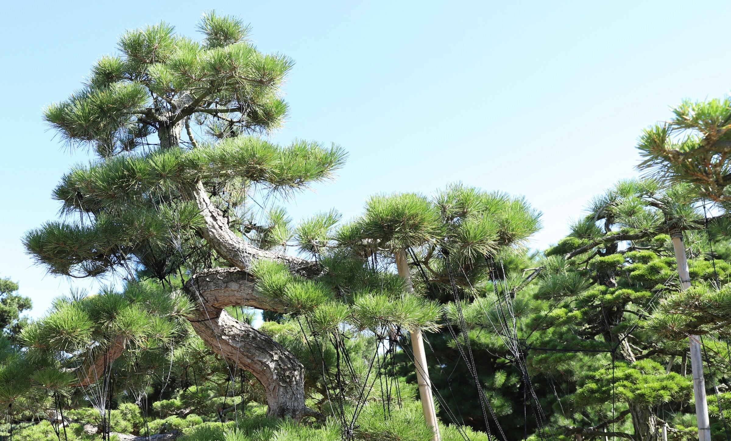 会社概要 | 大津尚楽園 | 黒松の育成・販売・輸出