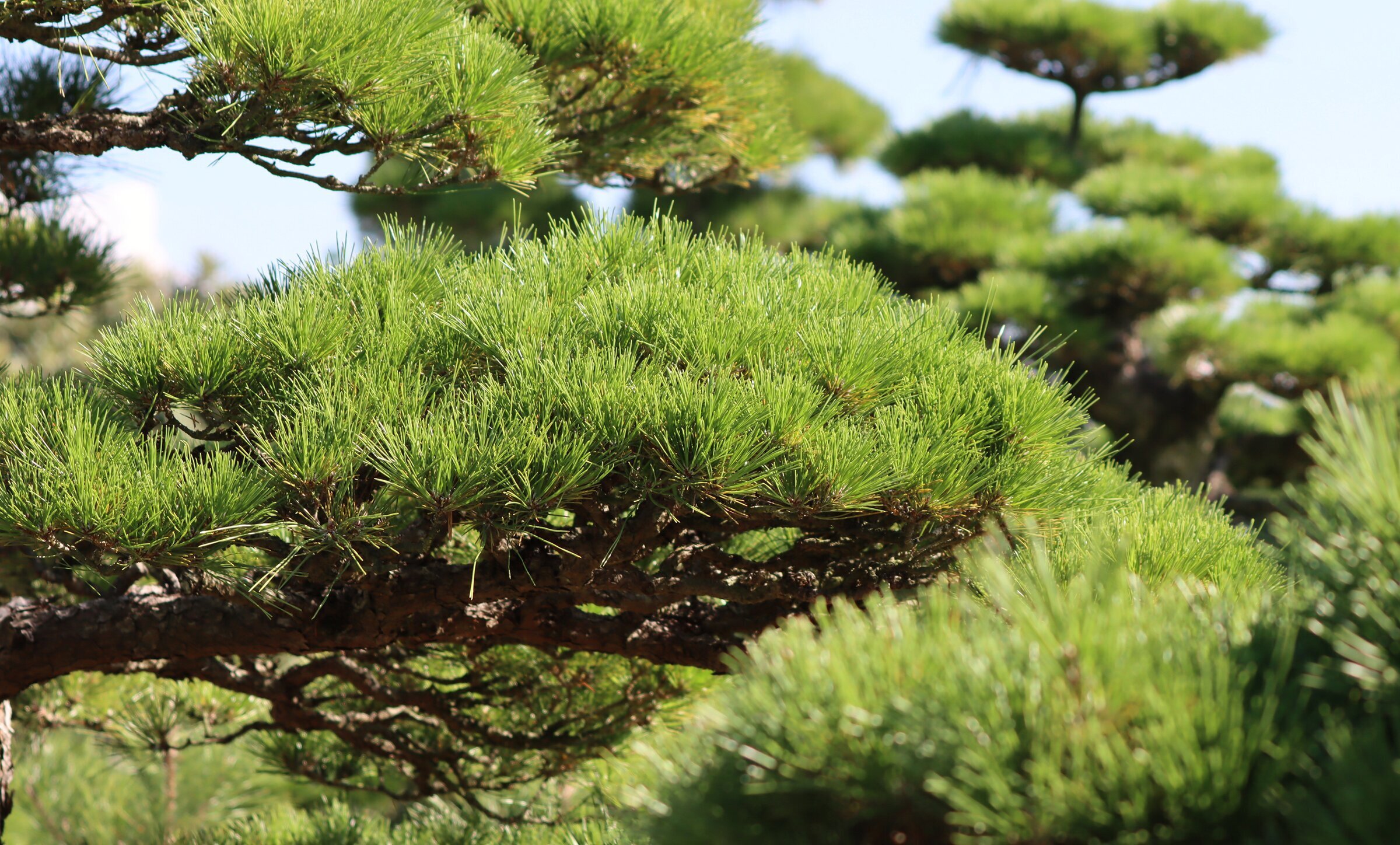 黒松　将来楽しみです 🍀黒松🍀 少しお手入れ✂️樹高23㎝ #bonsai #盆栽 #黒松 #盆栽愛好家
