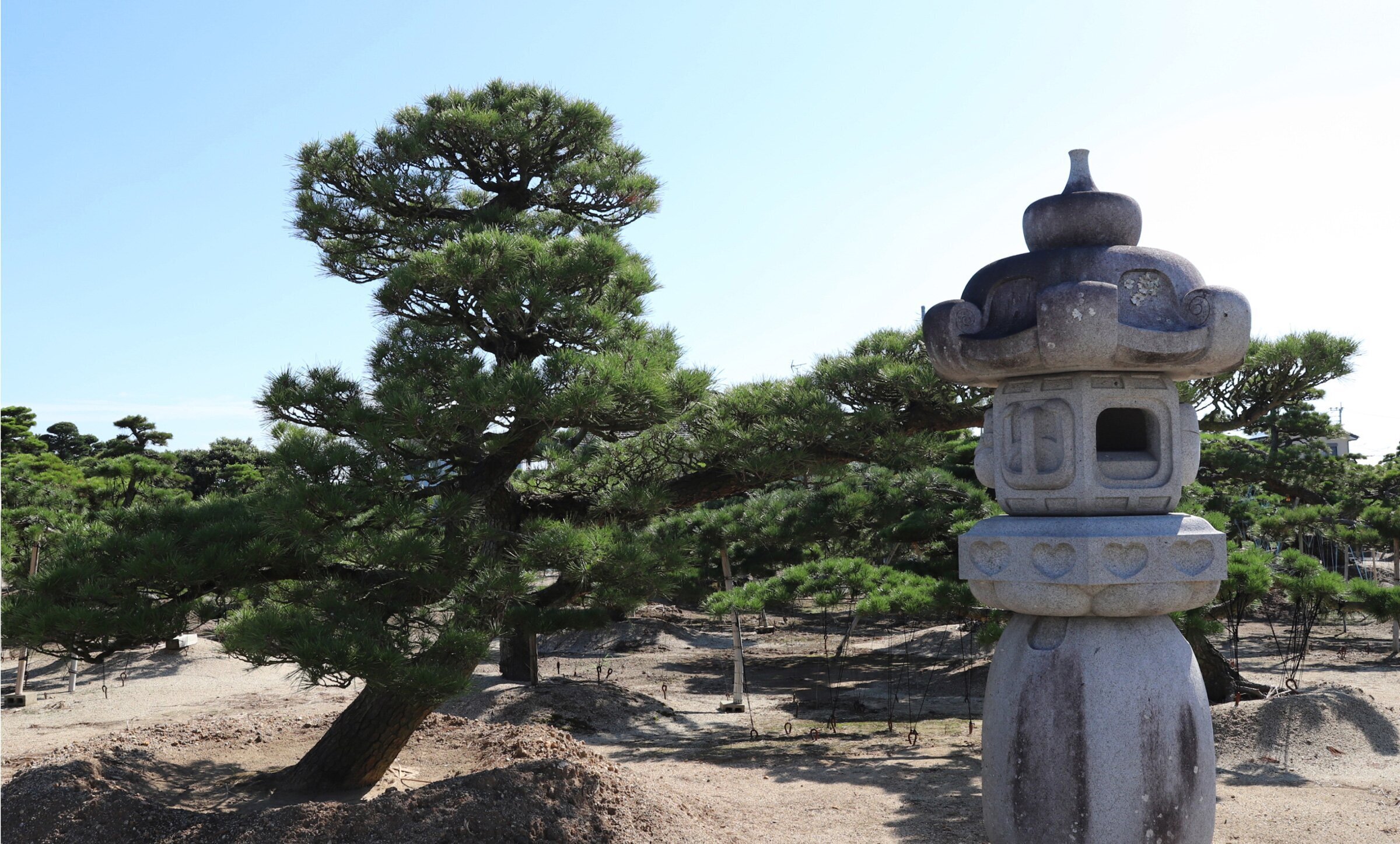 三潴の黒松について | 大津尚楽園 | 黒松の育成・販売・輸出