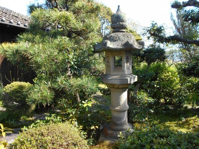 黒松の管理相談
